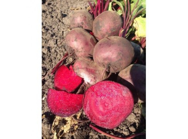 Семена свеклы столовой Марун F1 (25000 семян) Lark Seeds Семена свеклы столовой Марун F1 (25000 семян) Lark Seeds